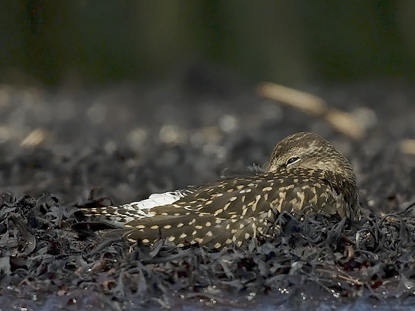 Liro, Wood Sandpiper, Tringa glareola